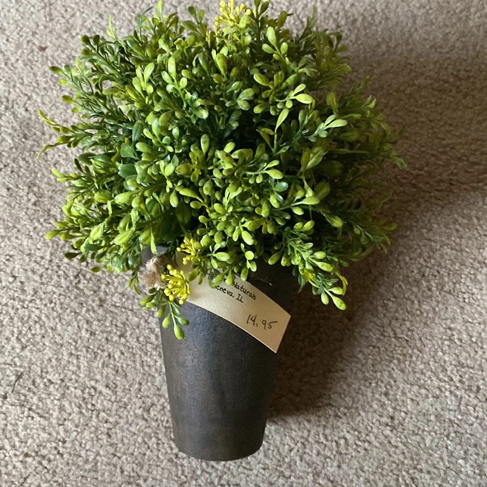Potted Greenery